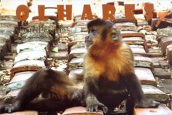 Picture of OLHARES - FOTOPOEMAS